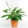 A peace lily plant in a brown pot